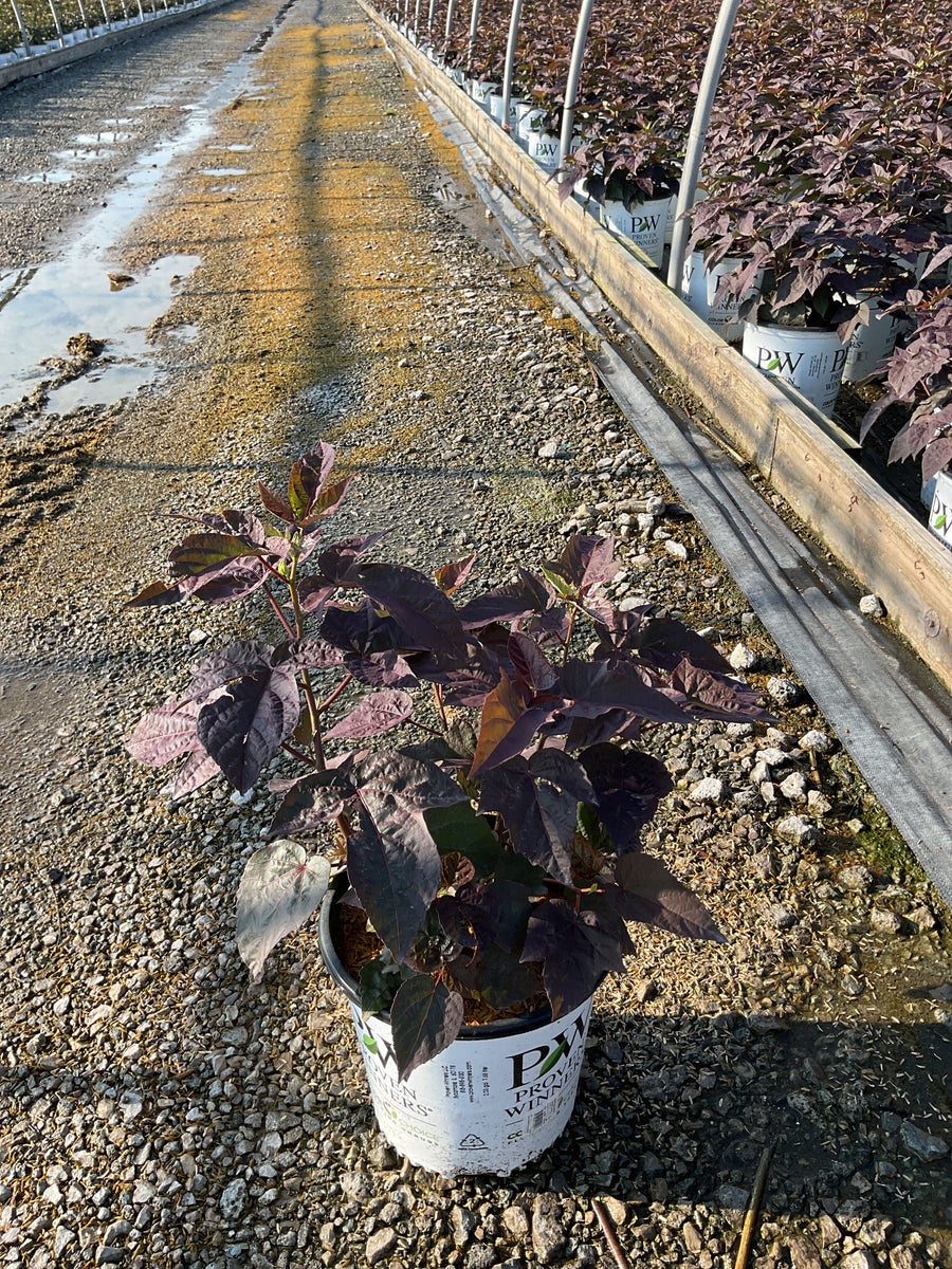 Hibiscus 'Cherry Choco Latte'