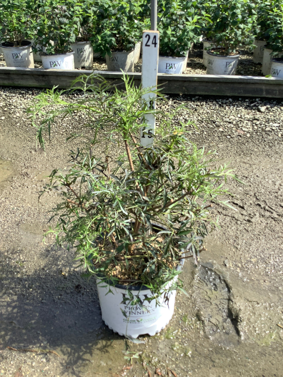 Sambucus nigra 'Eva'