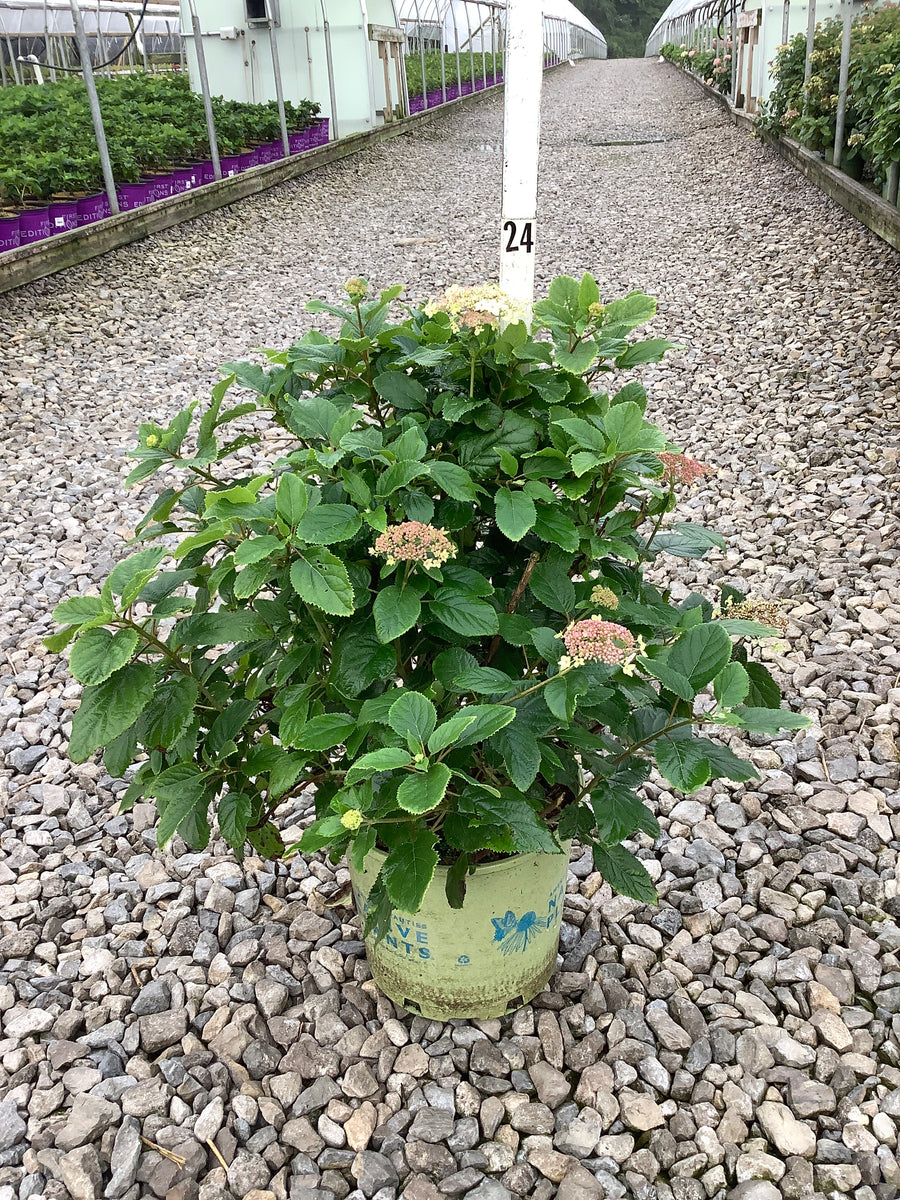 Hydrangea arborescens 'Pinky Pollen Ring'