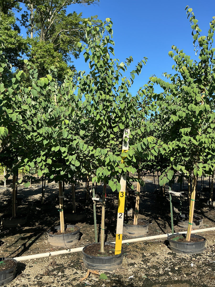 Cercidiphyllum japonicum