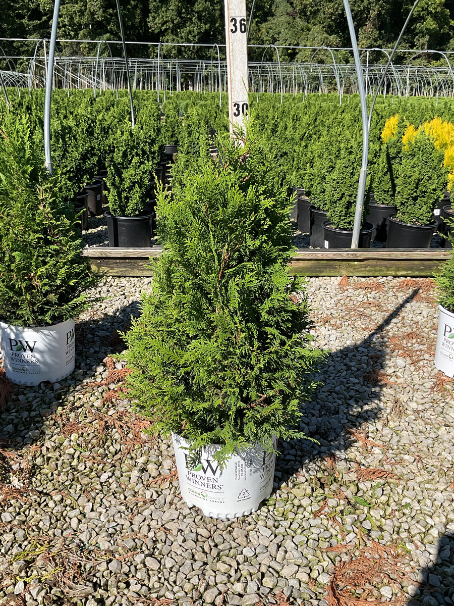 Chamaecyparis cedar 'Rapids'