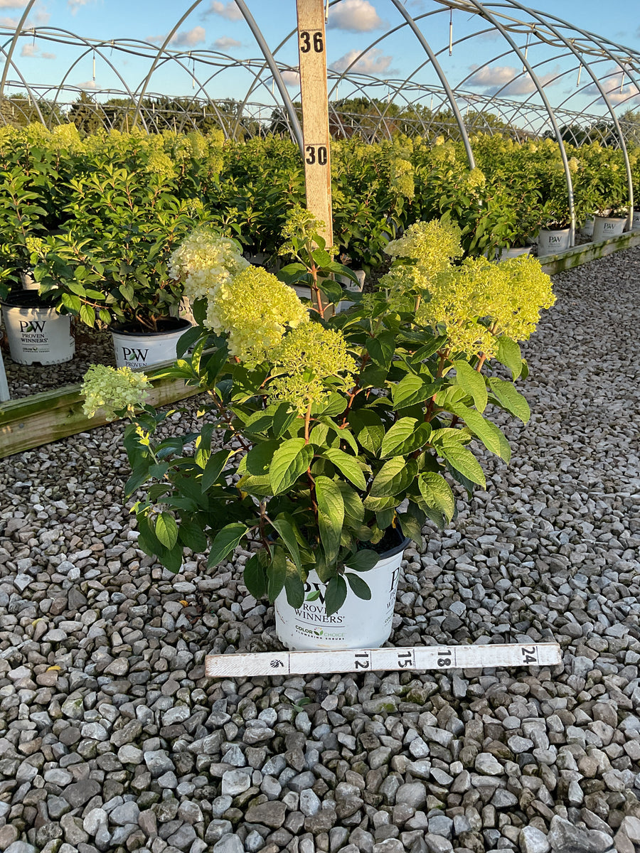 Hydrangea paniculata 'Bobo'