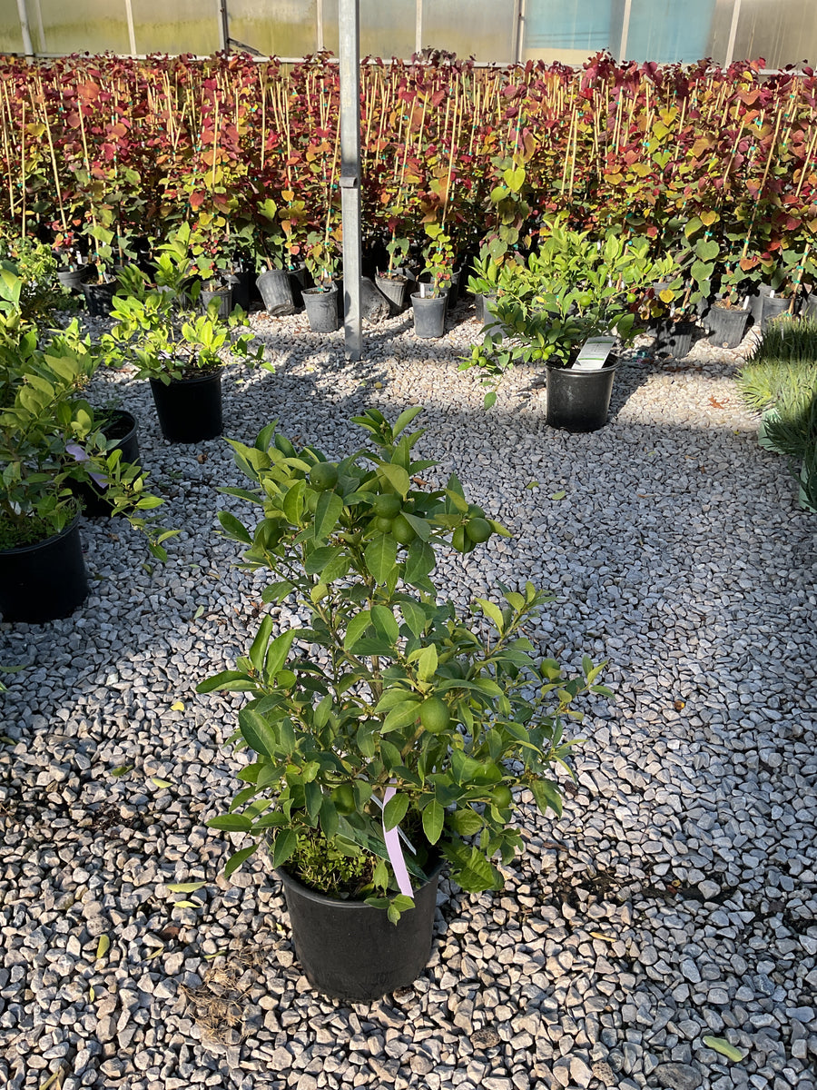 Citrus x aurantiifolia Key Lime
