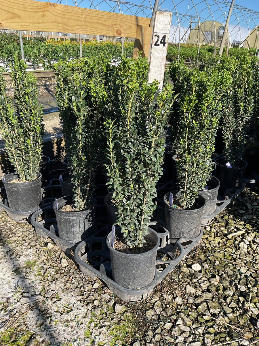 Ilex crenata 'Sky Pencil'