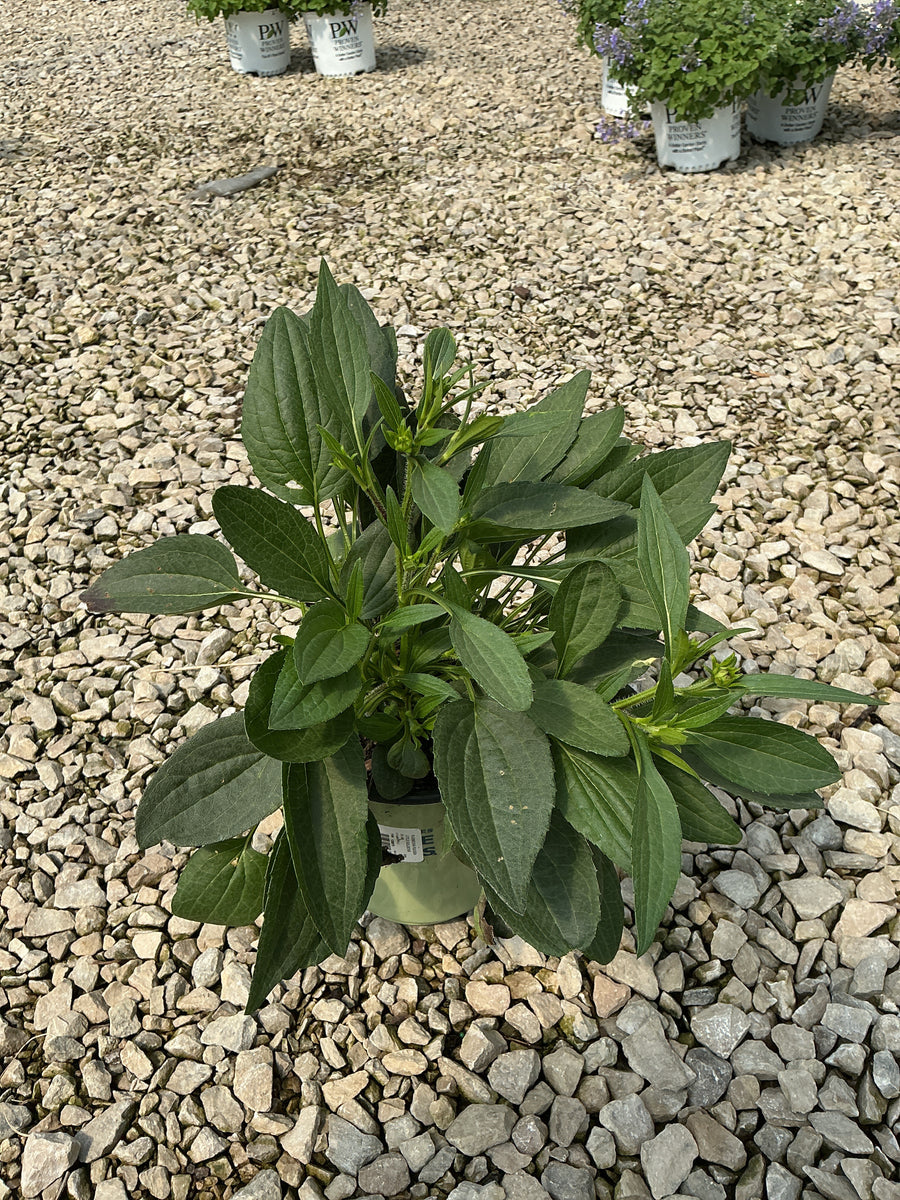 Rudbeckia fulgida var. sullivantii 'Little Goldstar'
