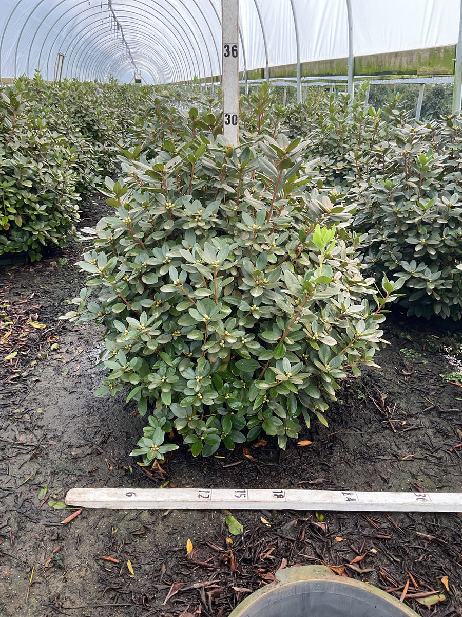 Rhododendron 'PJM Elite'
