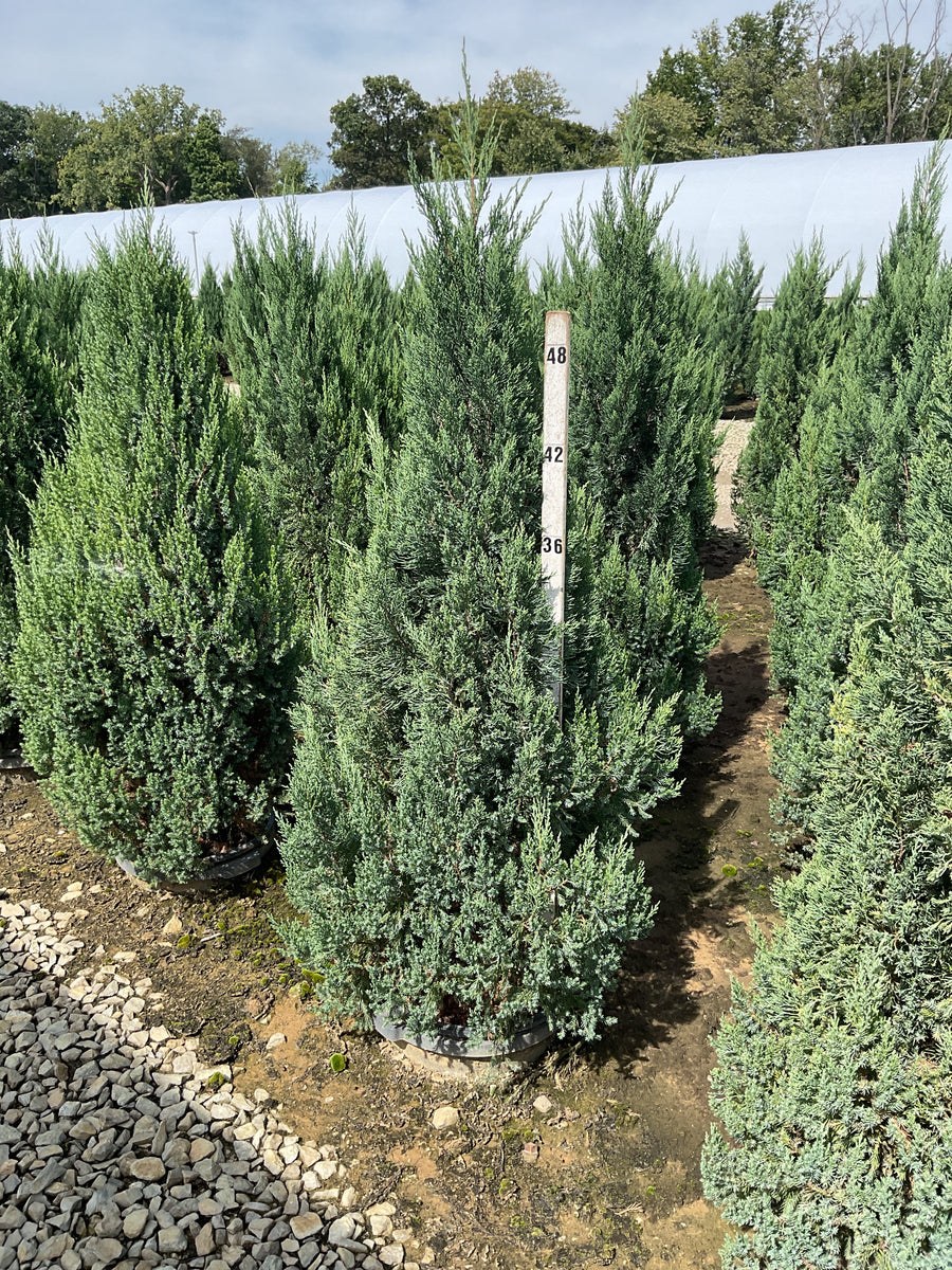 Juniperus chinensis 'Blue Point'