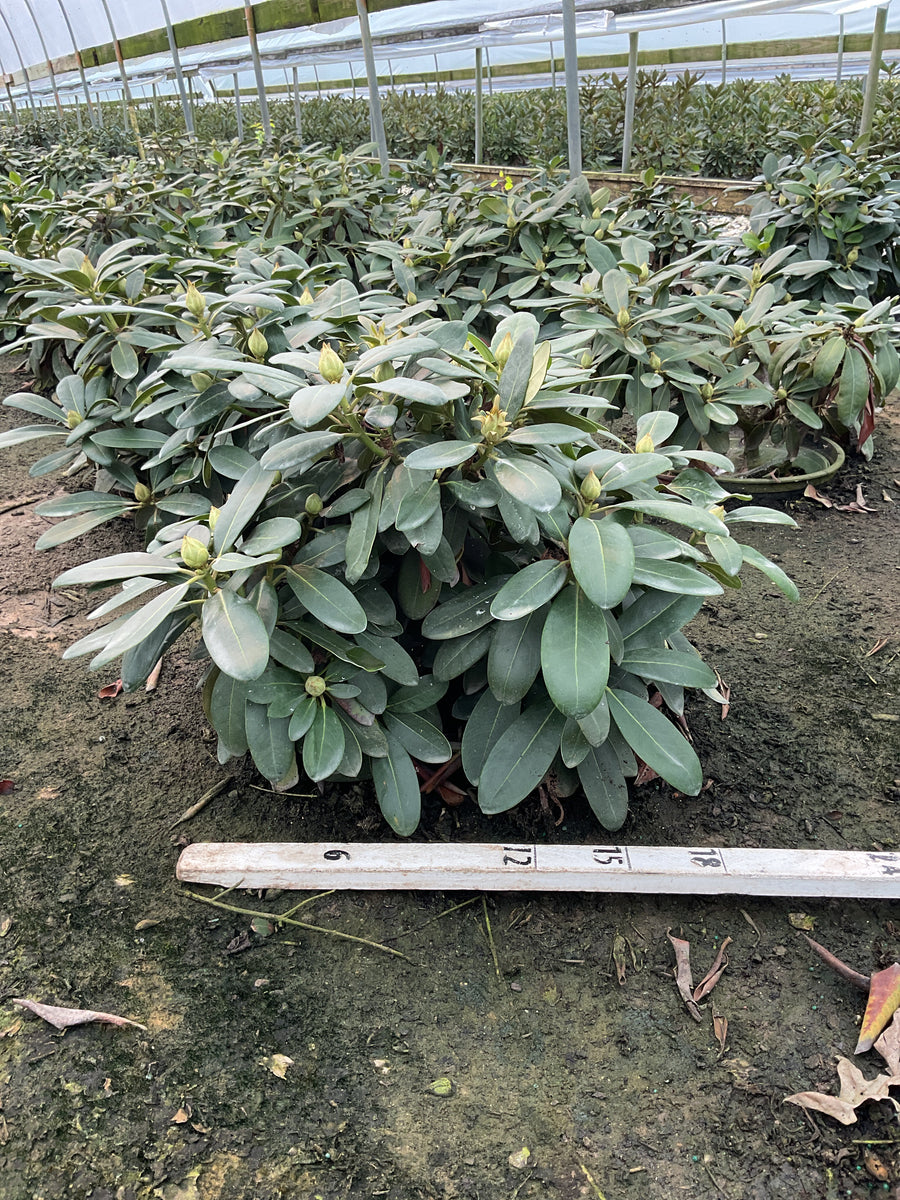 Rhododendron 'Holdens Pink'