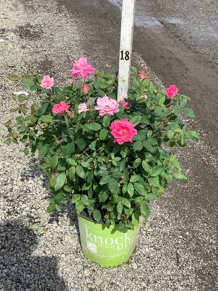 Rosa K.O 'Radtkopink'