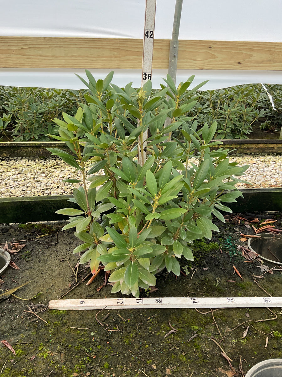 Rhododendron roseum 'Roseum Elegans'
