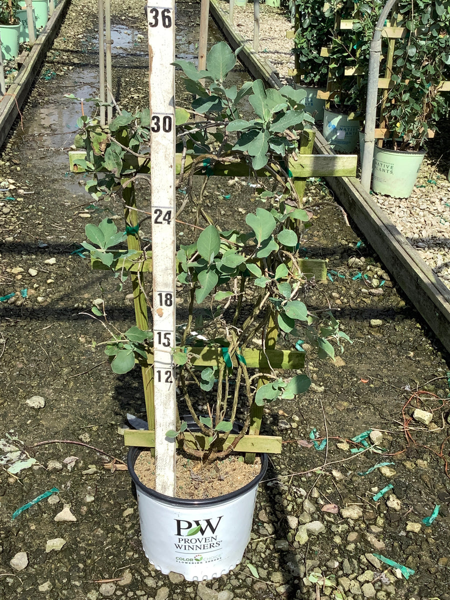 Lonicera reticulata Kintzley's Ghost