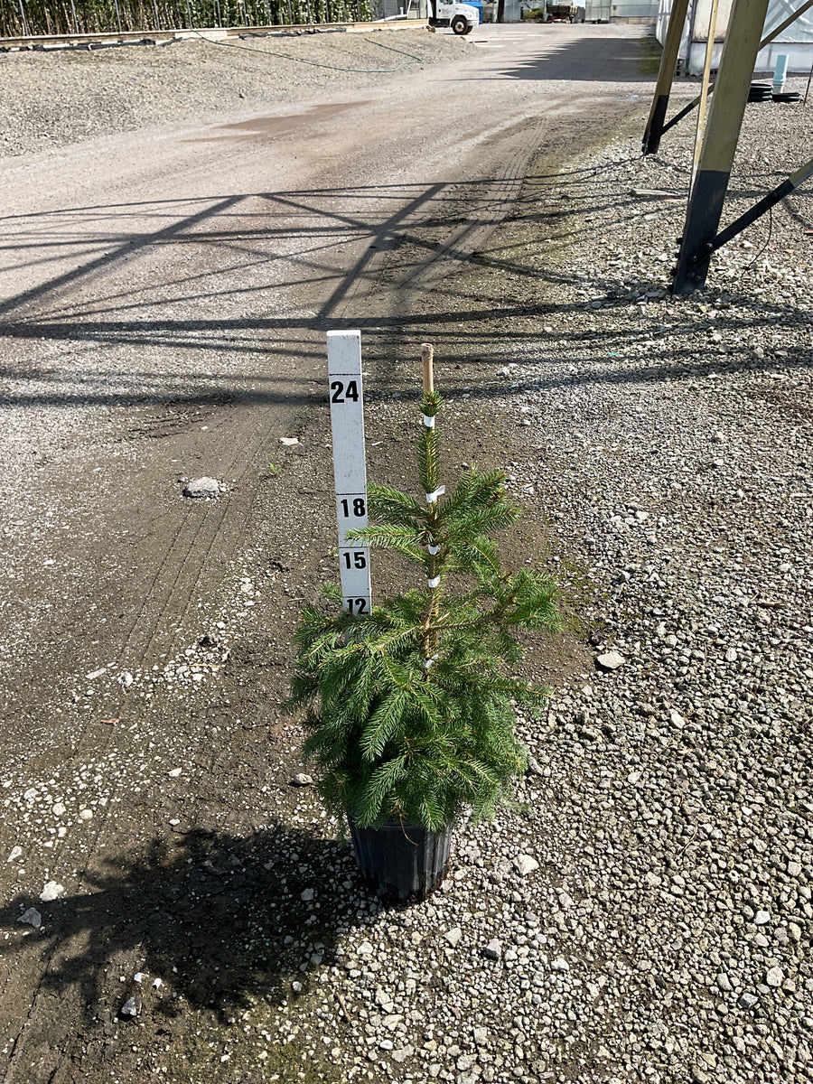 Picea abies