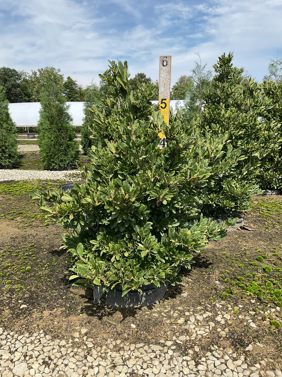 Magnolia stellata 'Royal Star'
