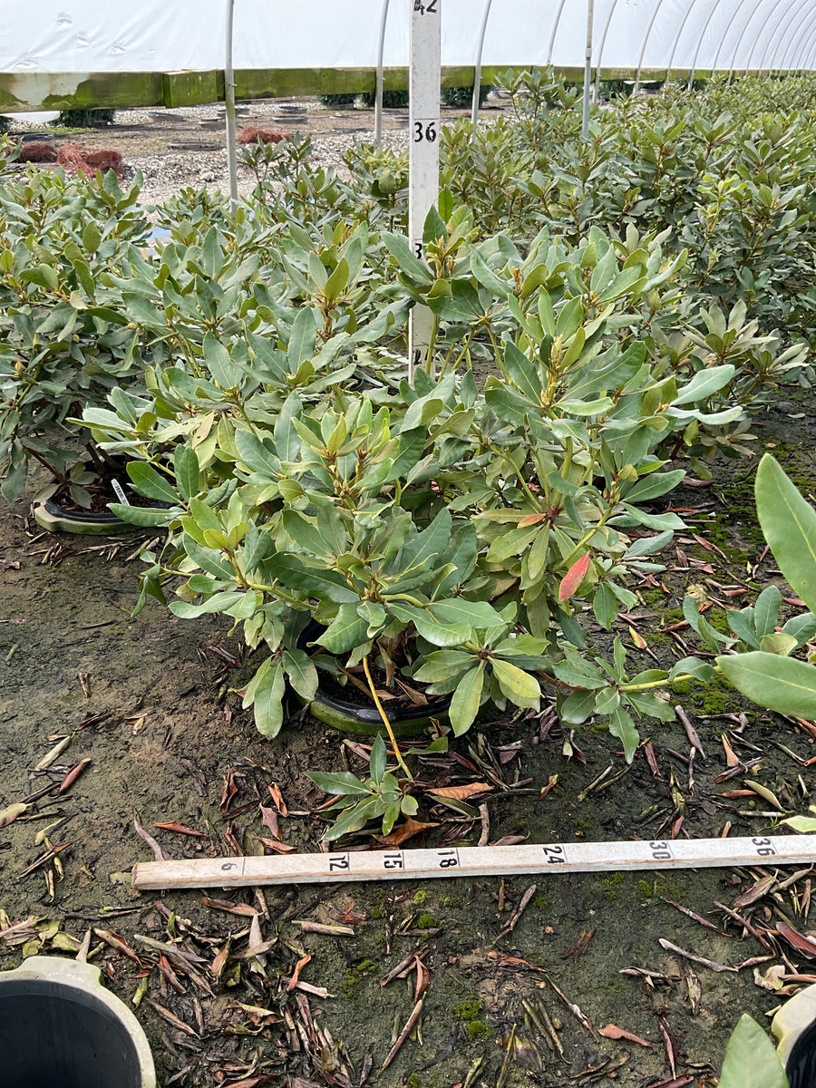 Rhododendron nova 'Nova Zembla'