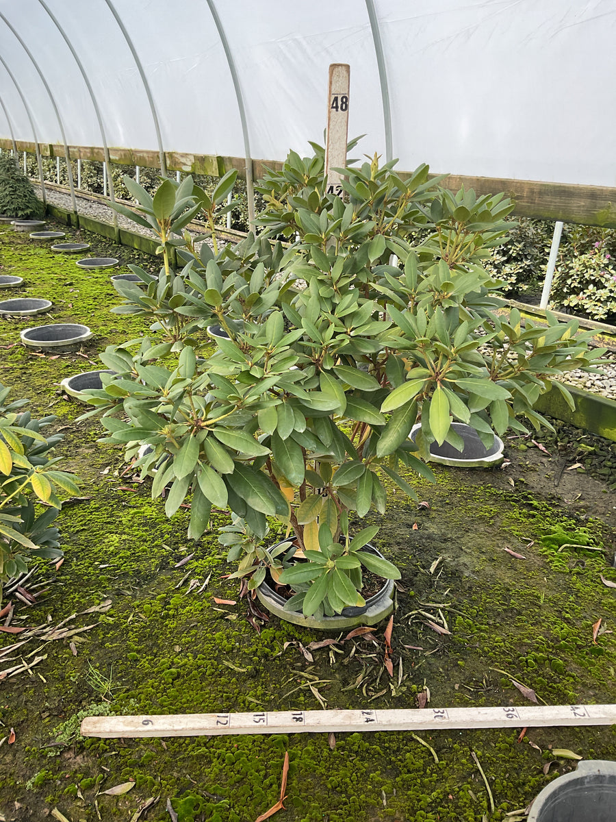 Rhododendron roseum 'Roseum Elegans'