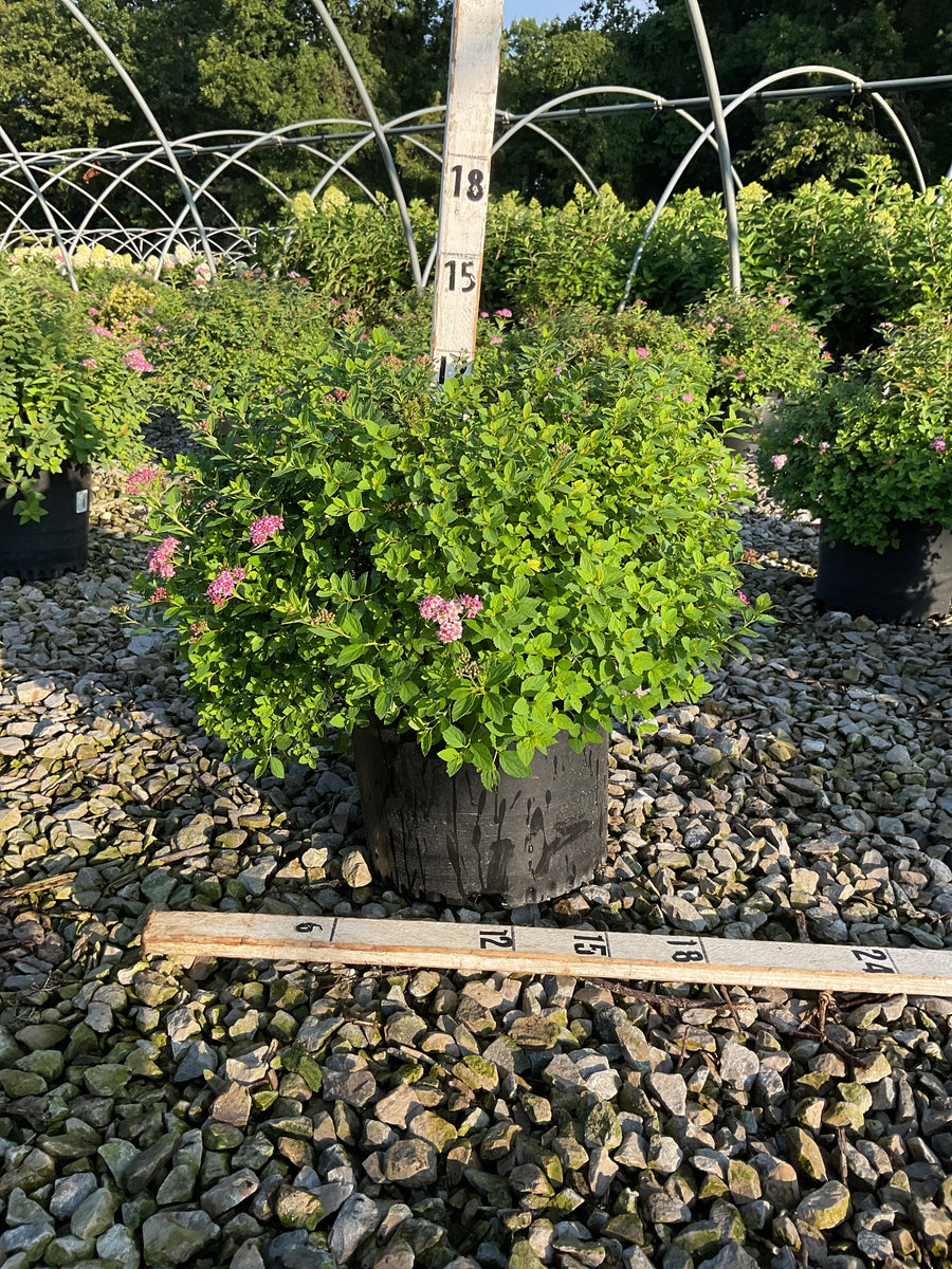 Spiraea japonica 'Little Princess'