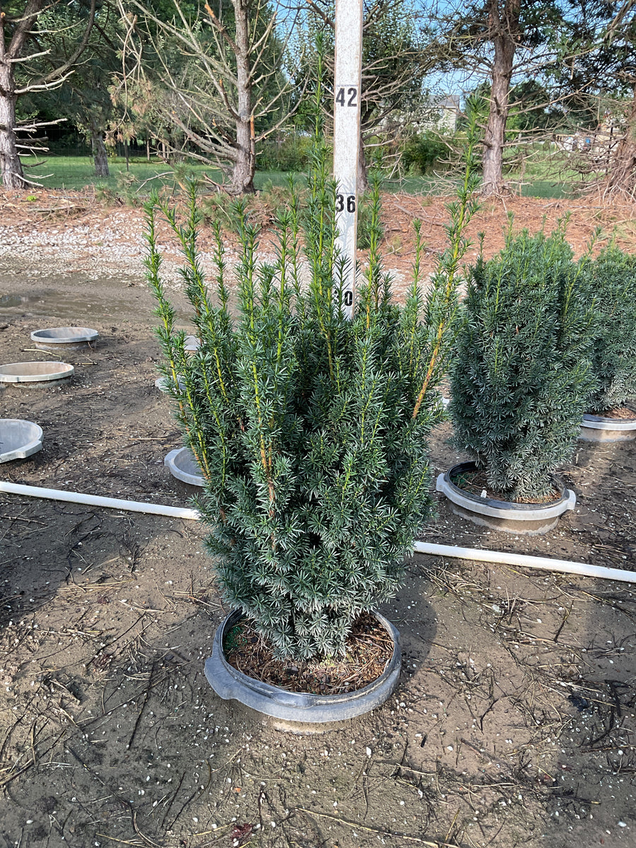 Taxus x media 'Hicksii'