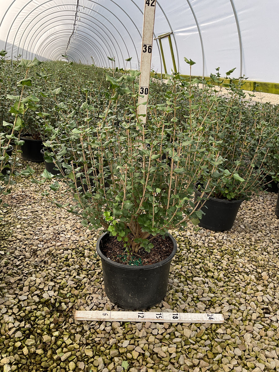 Syringa meyeri 'Palibin'