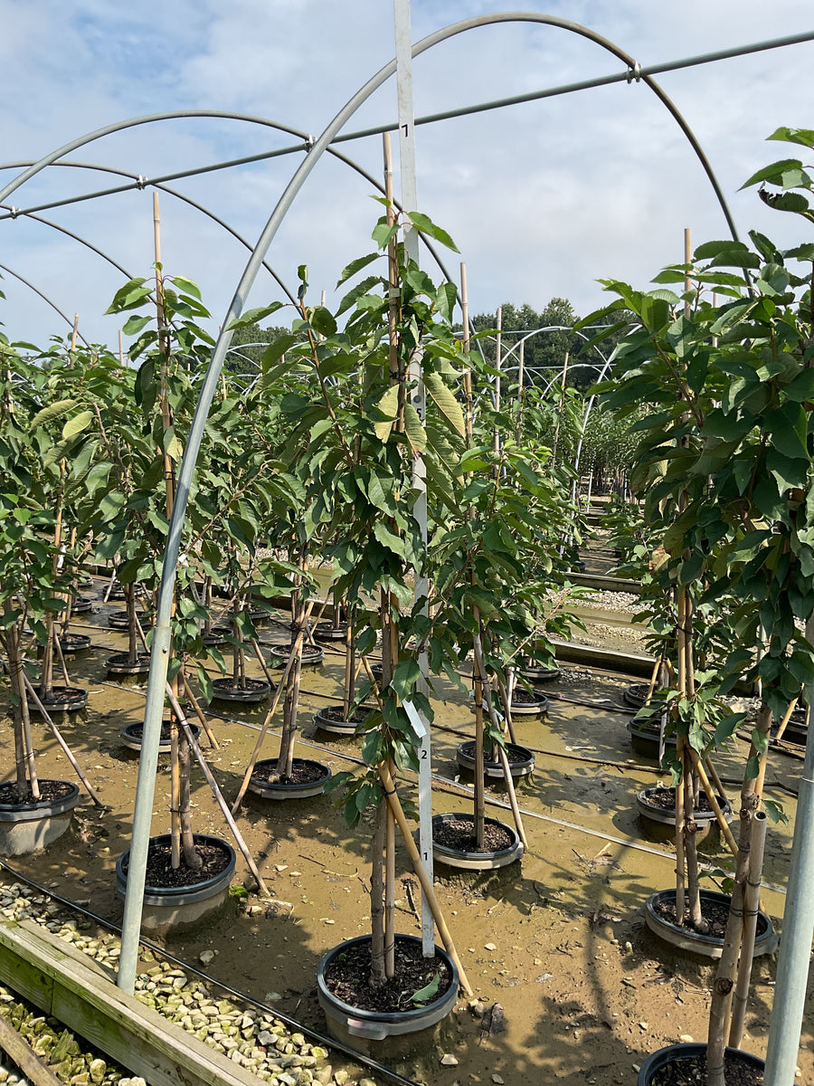 Prunus avium 'Stella'