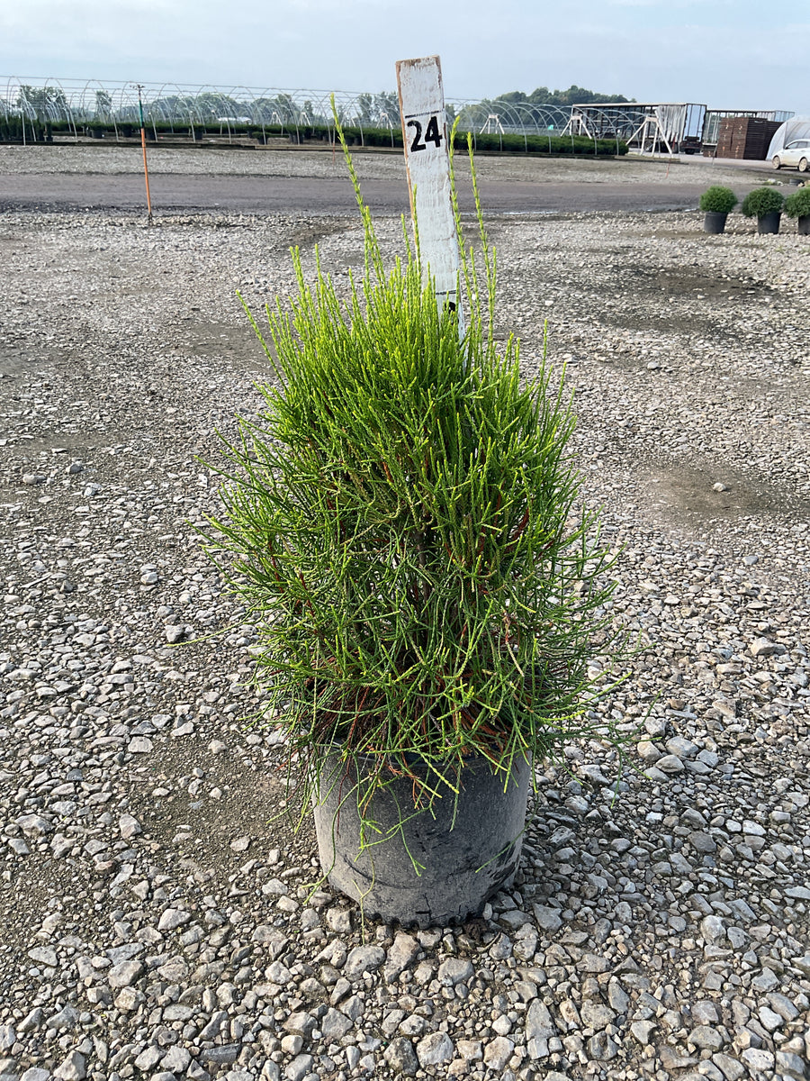 Thuja occidentalis 'Franky Boy'