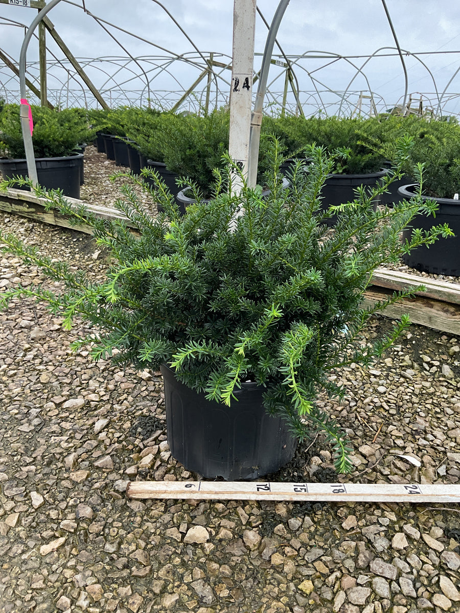 Taxus x media 'Wardii'