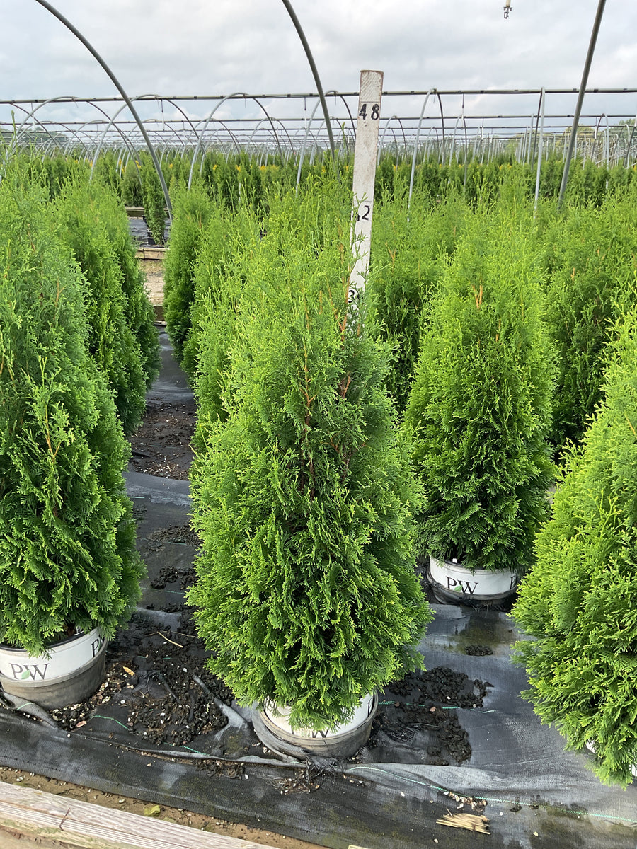 Thuja occidentalis 'Art Boe'