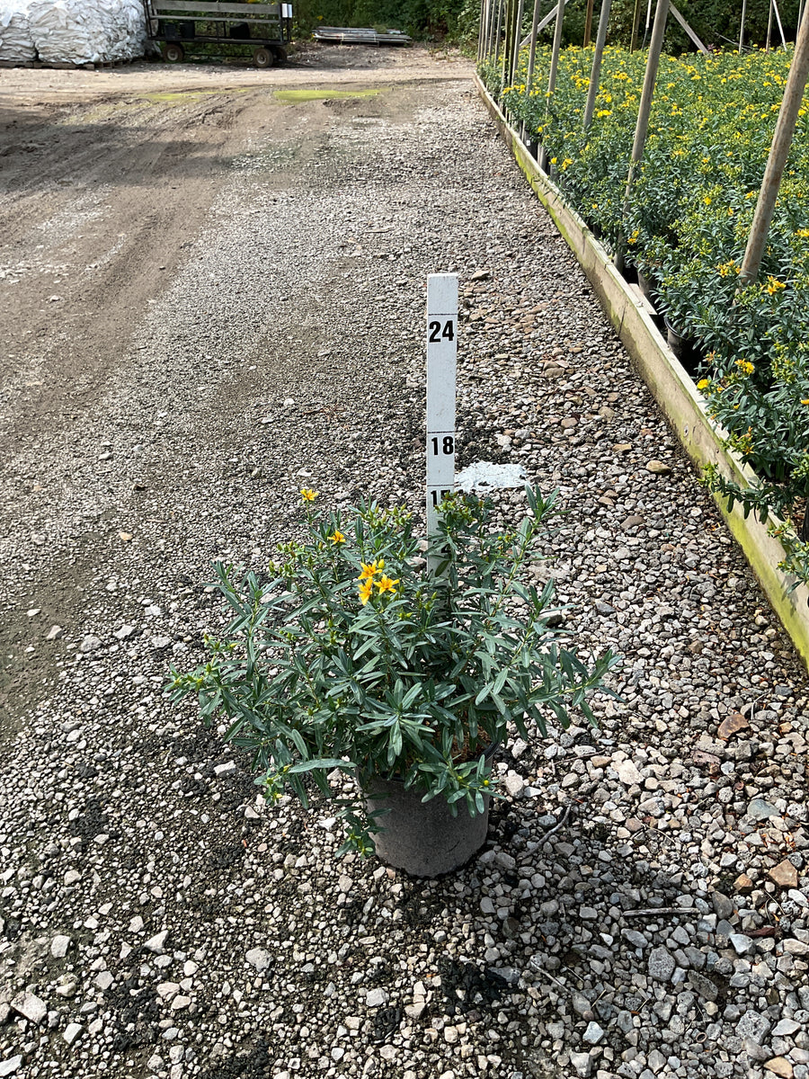 Hypericum frondosum 'Sunburst'