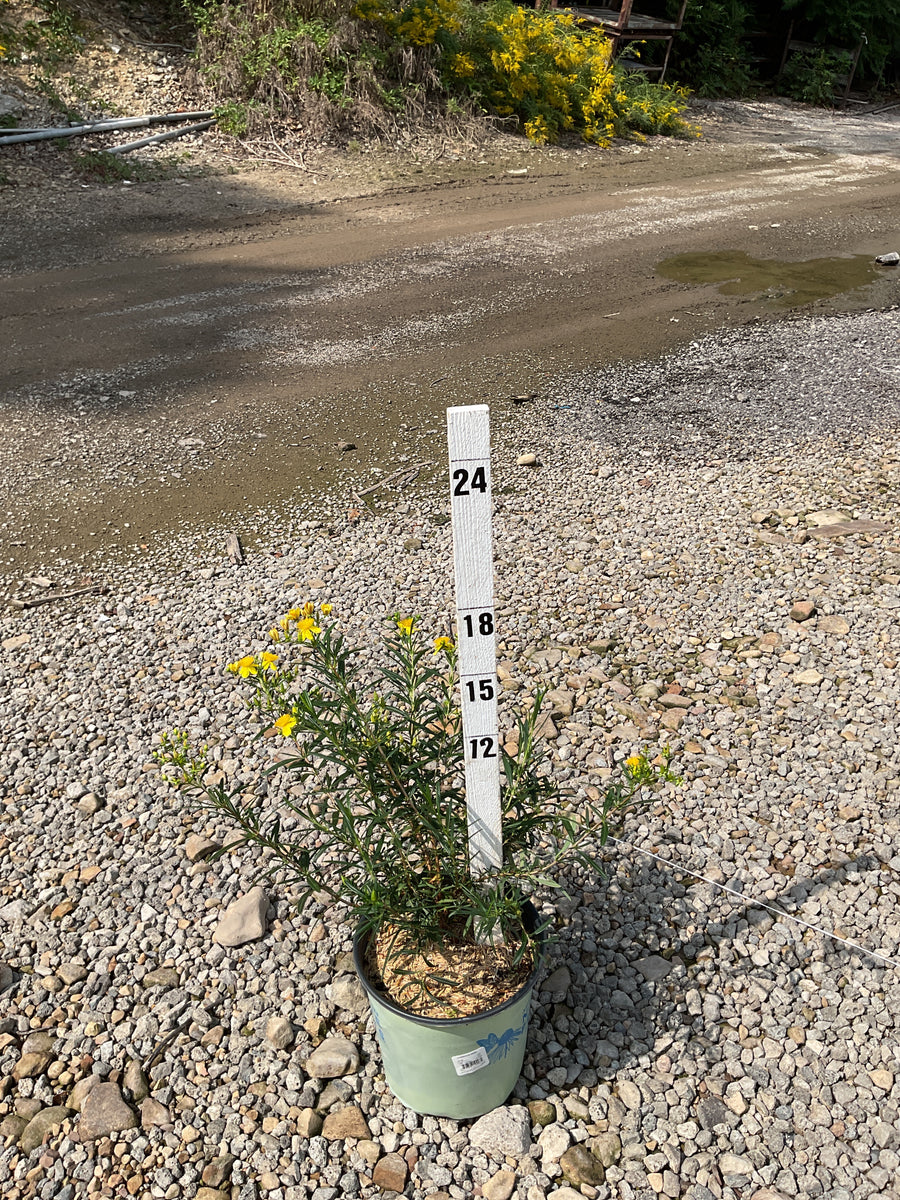 Hypericum kalmianum 'Gemo'