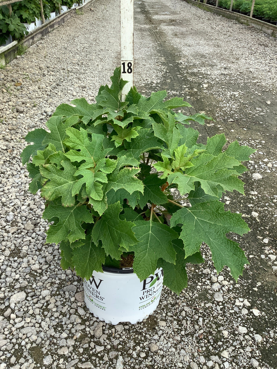 Hydrangea quercifolia 'NCHQ1'