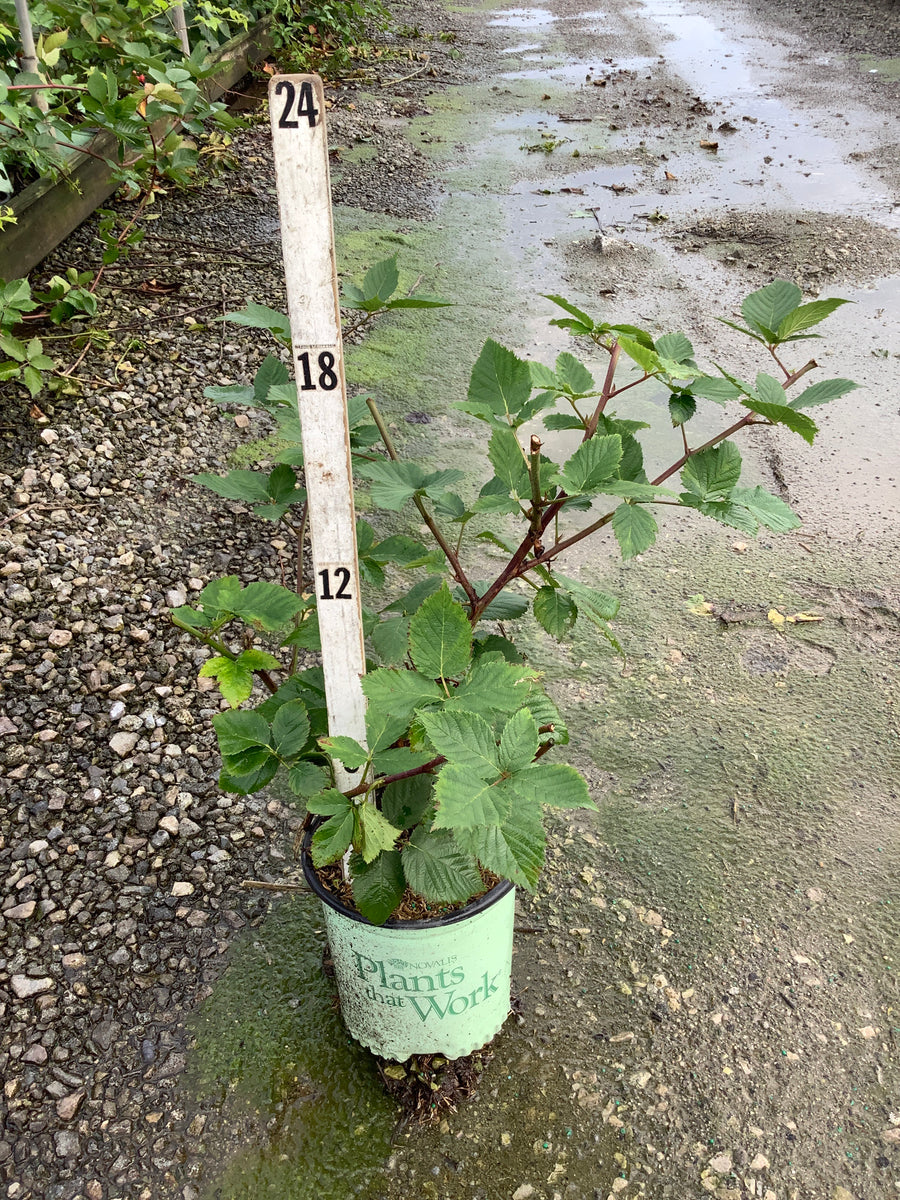 Rubus natchez