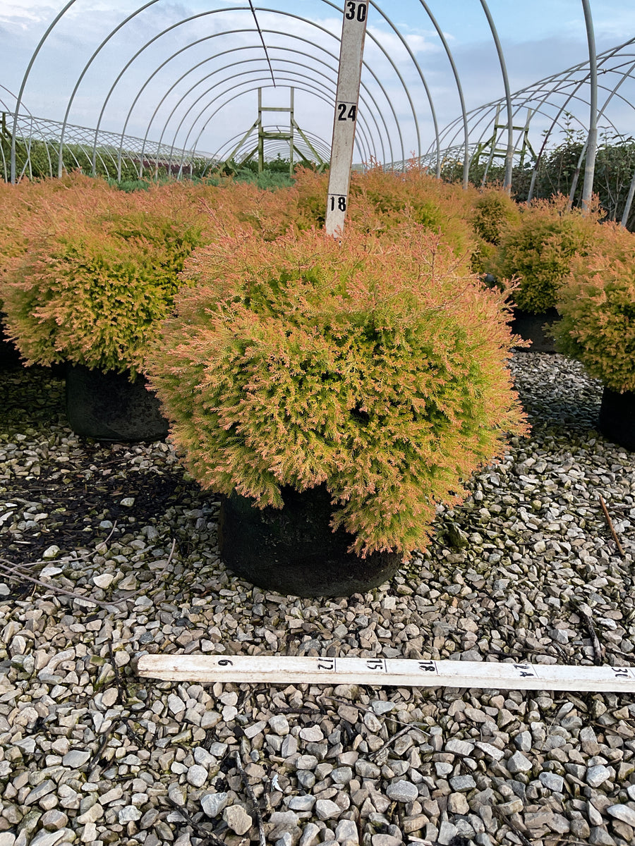 Thuja occidentalis 'Congabe'