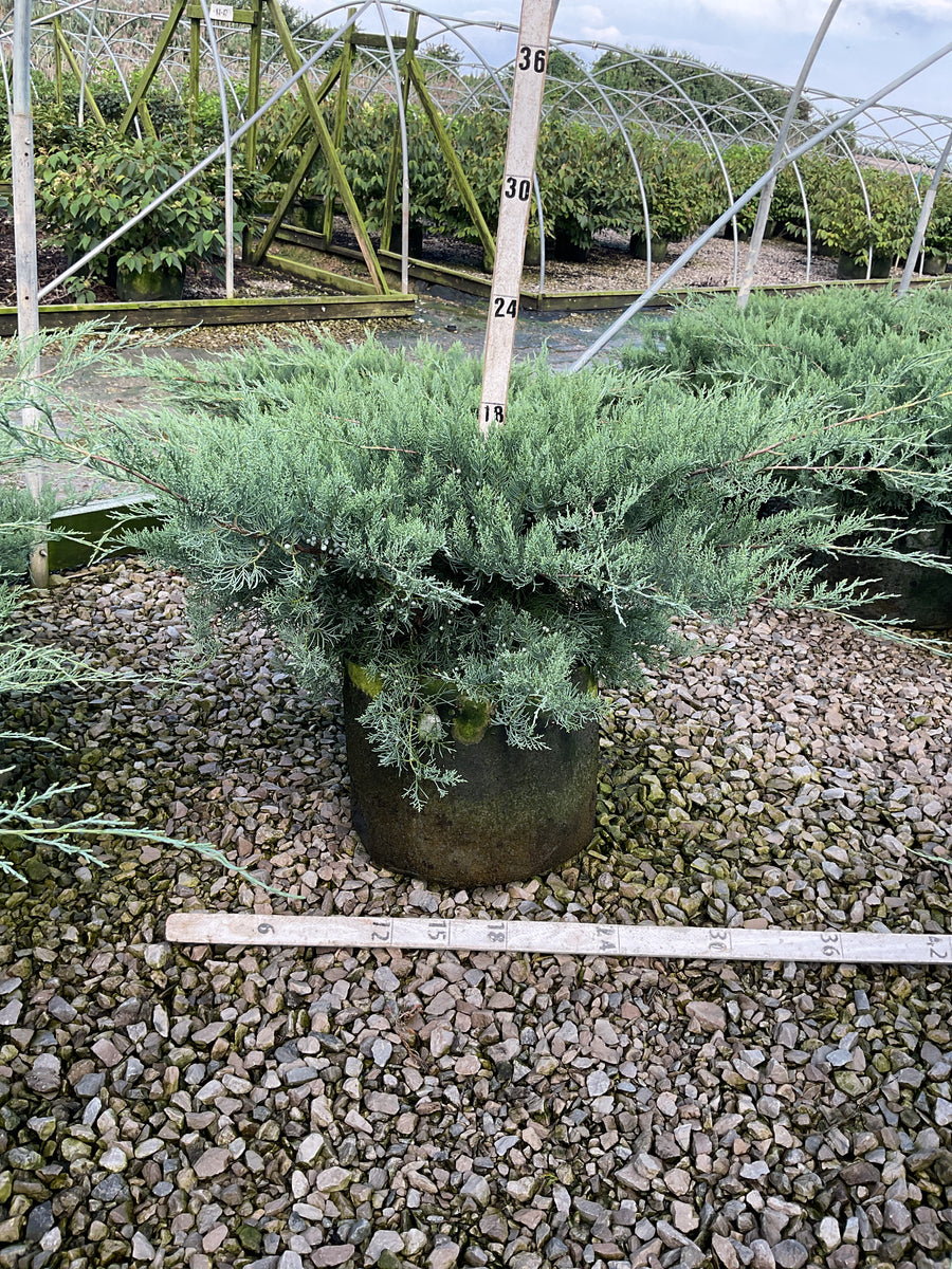 Juniperus virginiana 'Grey Owl'
