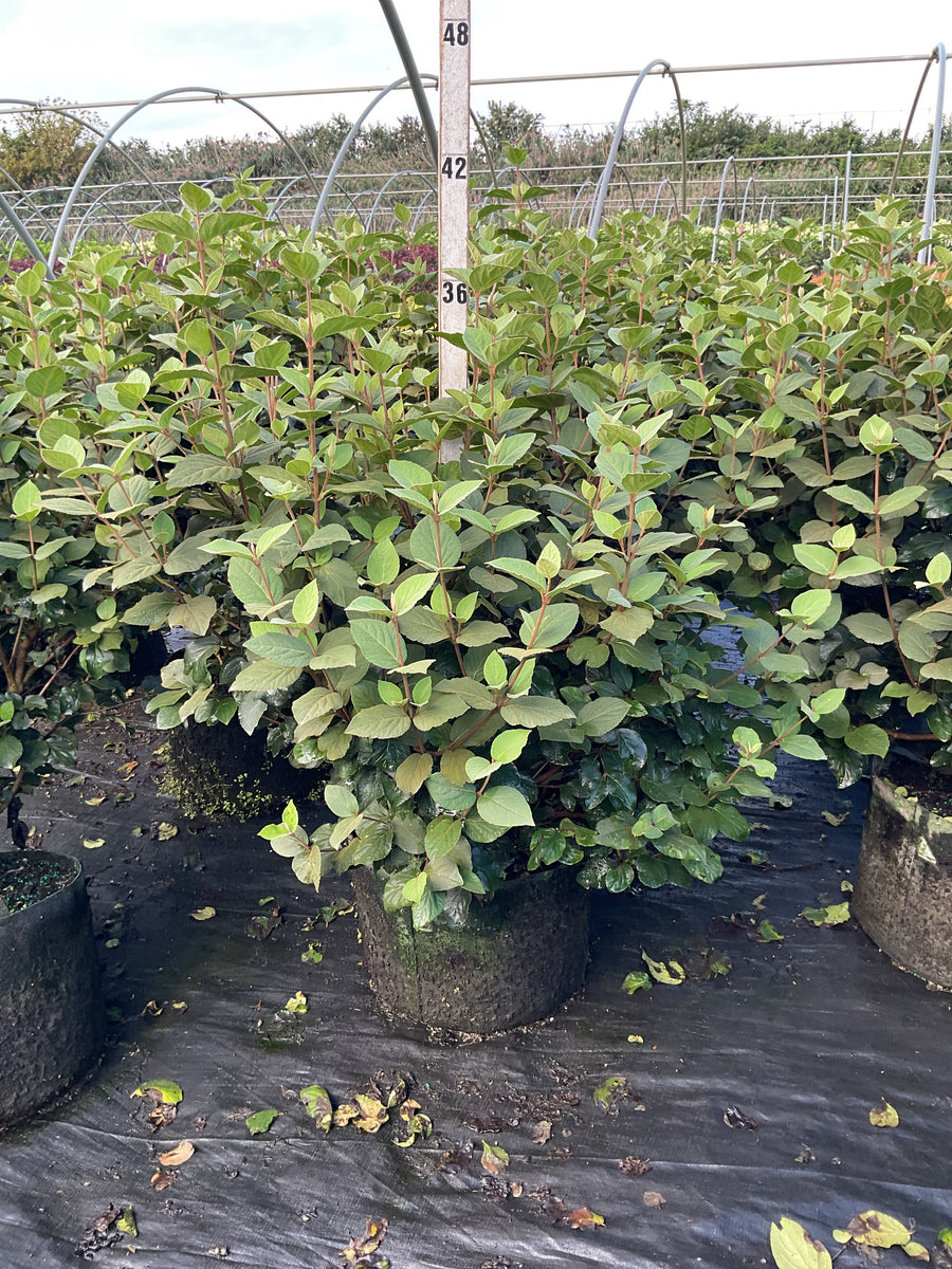 Viburnum x 'Carlesii'
