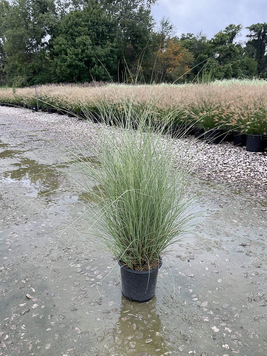 Miscanthus sinensis 'Morning Light'