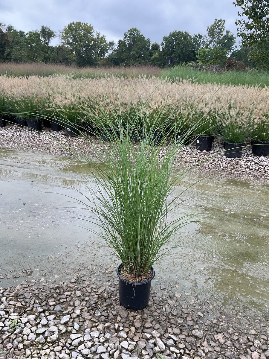 Miscanthus sinensis 'Gracillimus'