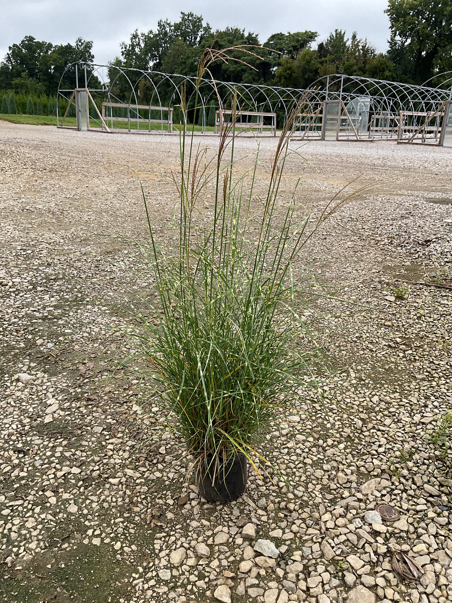Miscanthus sinensis 'Little Nicky'