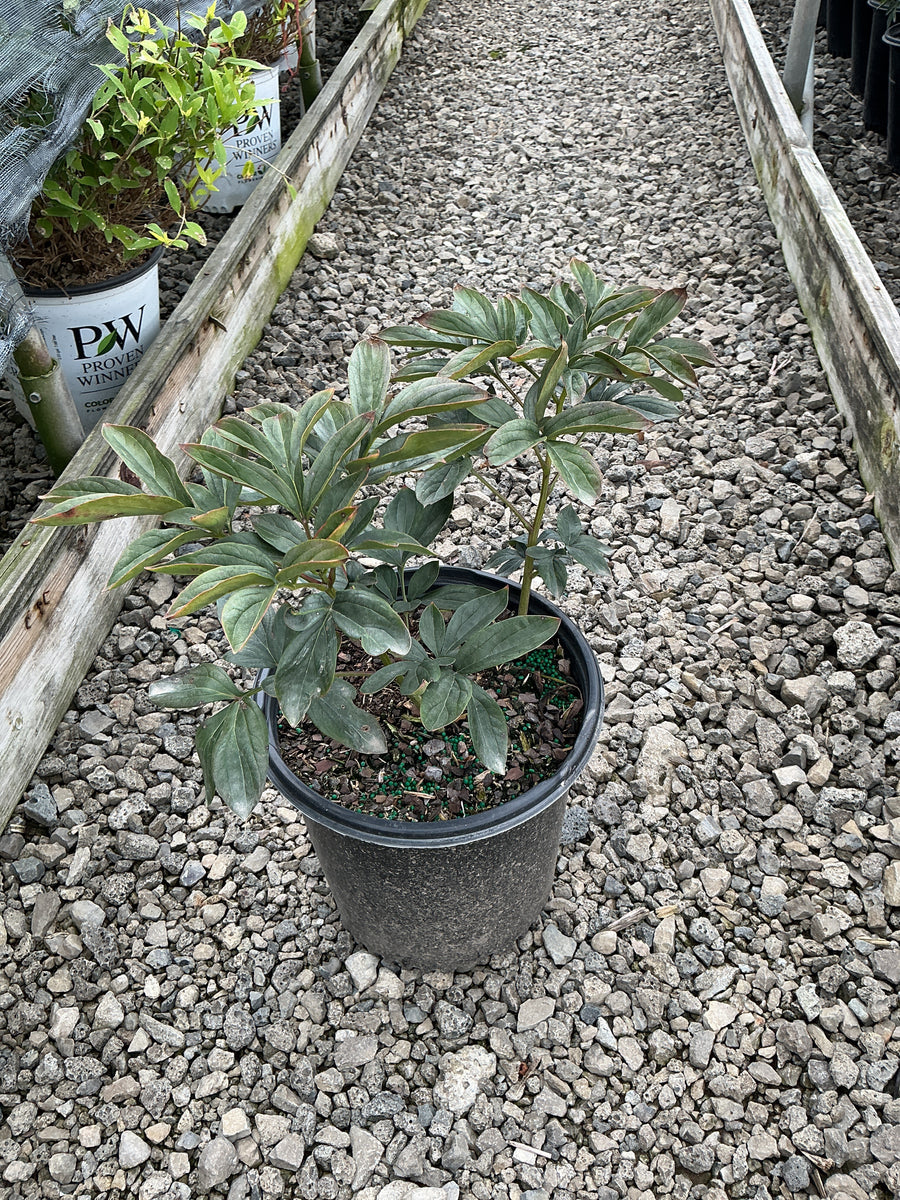 Paeonia japonica 'Kansas Red'