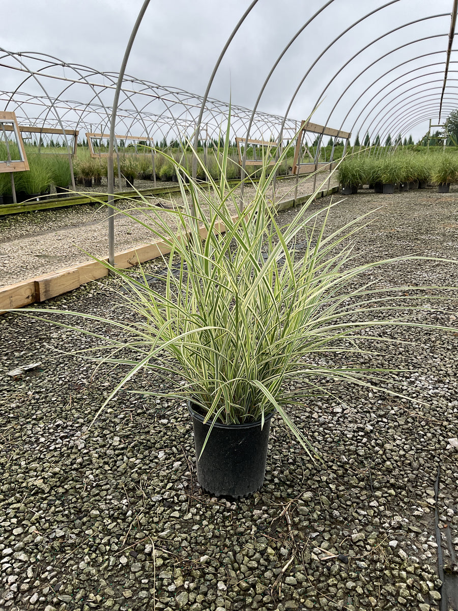 Miscanthus sinensis 'Variegata'