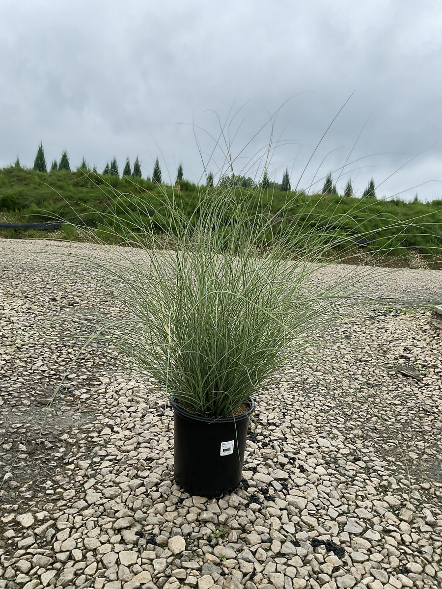 Miscanthus sinensis 'Morning Light'