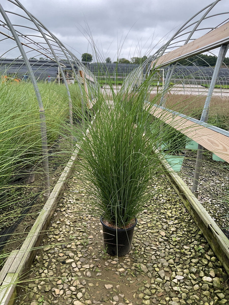 Miscanthus sinensis 'Gracillimus'