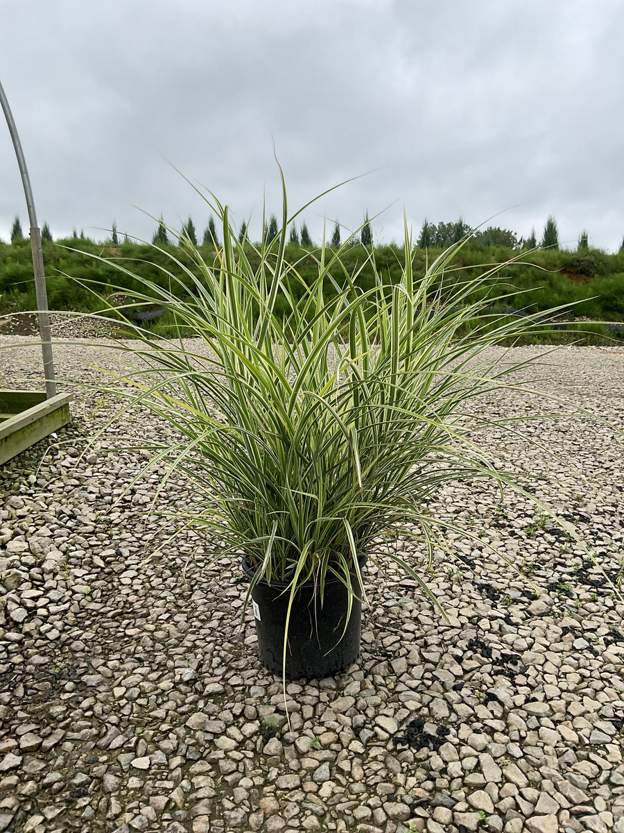 Miscanthus sinensis 'Rigoletto'