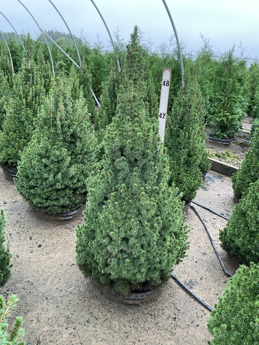 Picea glauca 'Conica'