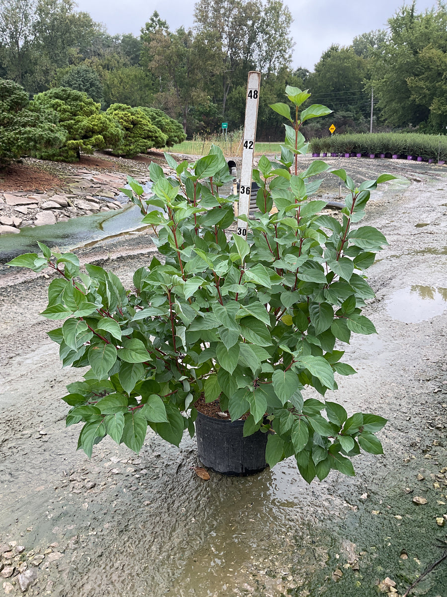 Cornus stolonifera 'Baileyi'