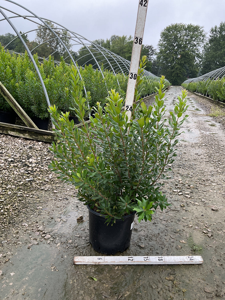 Myrica pennsylvanica