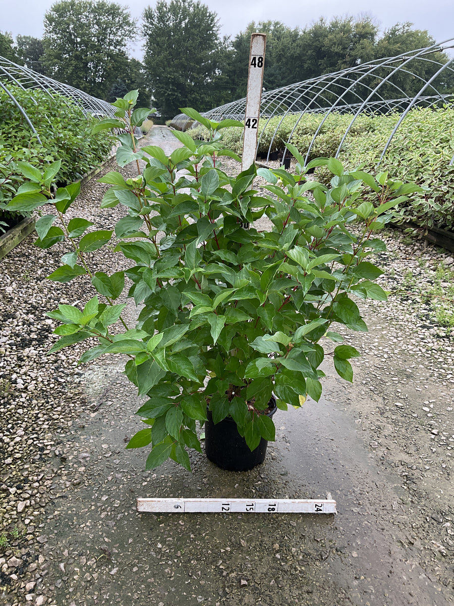 Cornus stolonifera 'Baileyi'