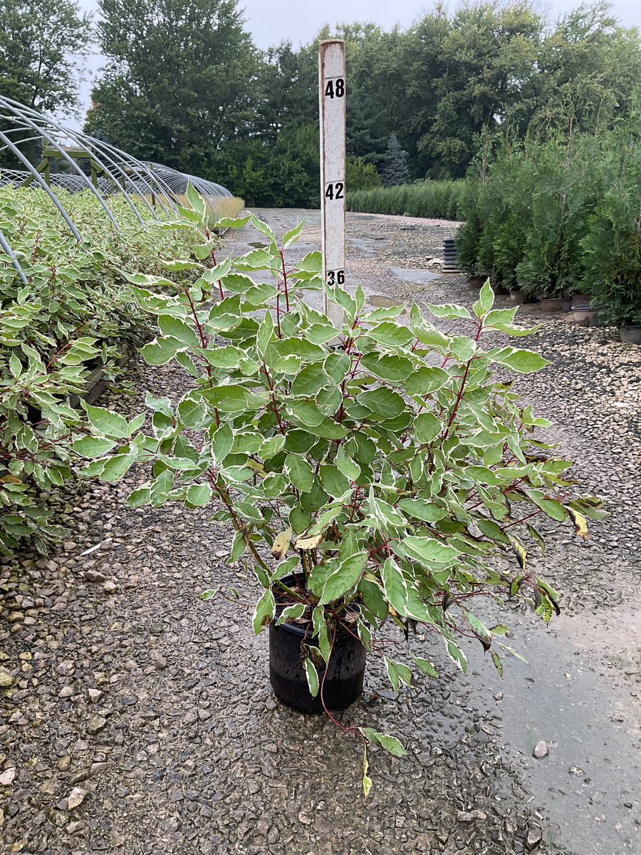 Cornus alba 'Bailhalo'