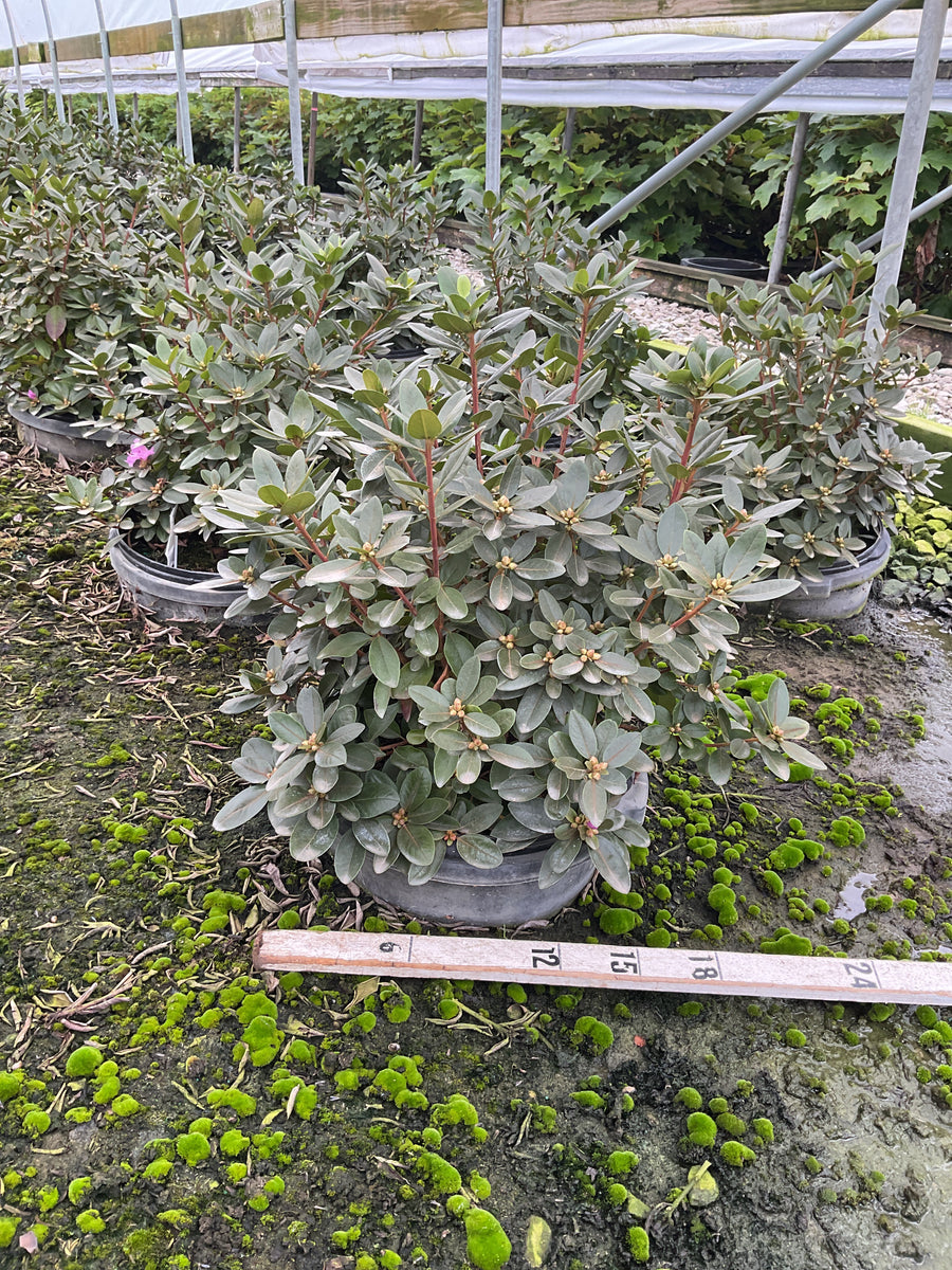 Rhododendron 'PJM Elite'