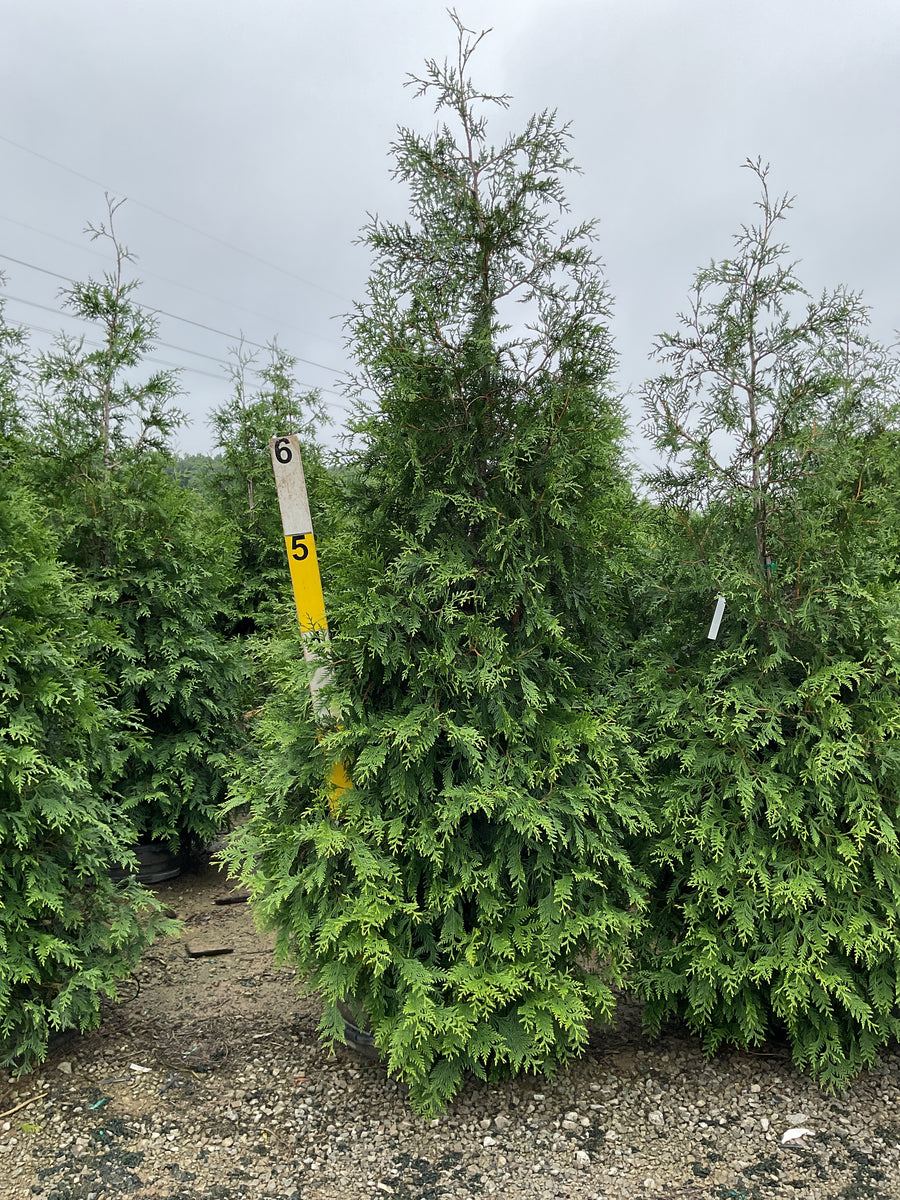 Thuja plicata 'Green Giant'