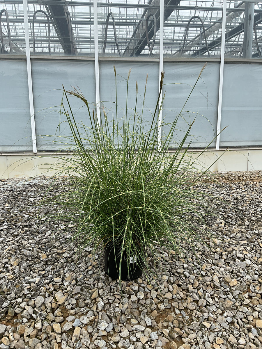 Miscanthus sinensis 'Little Nicky'
