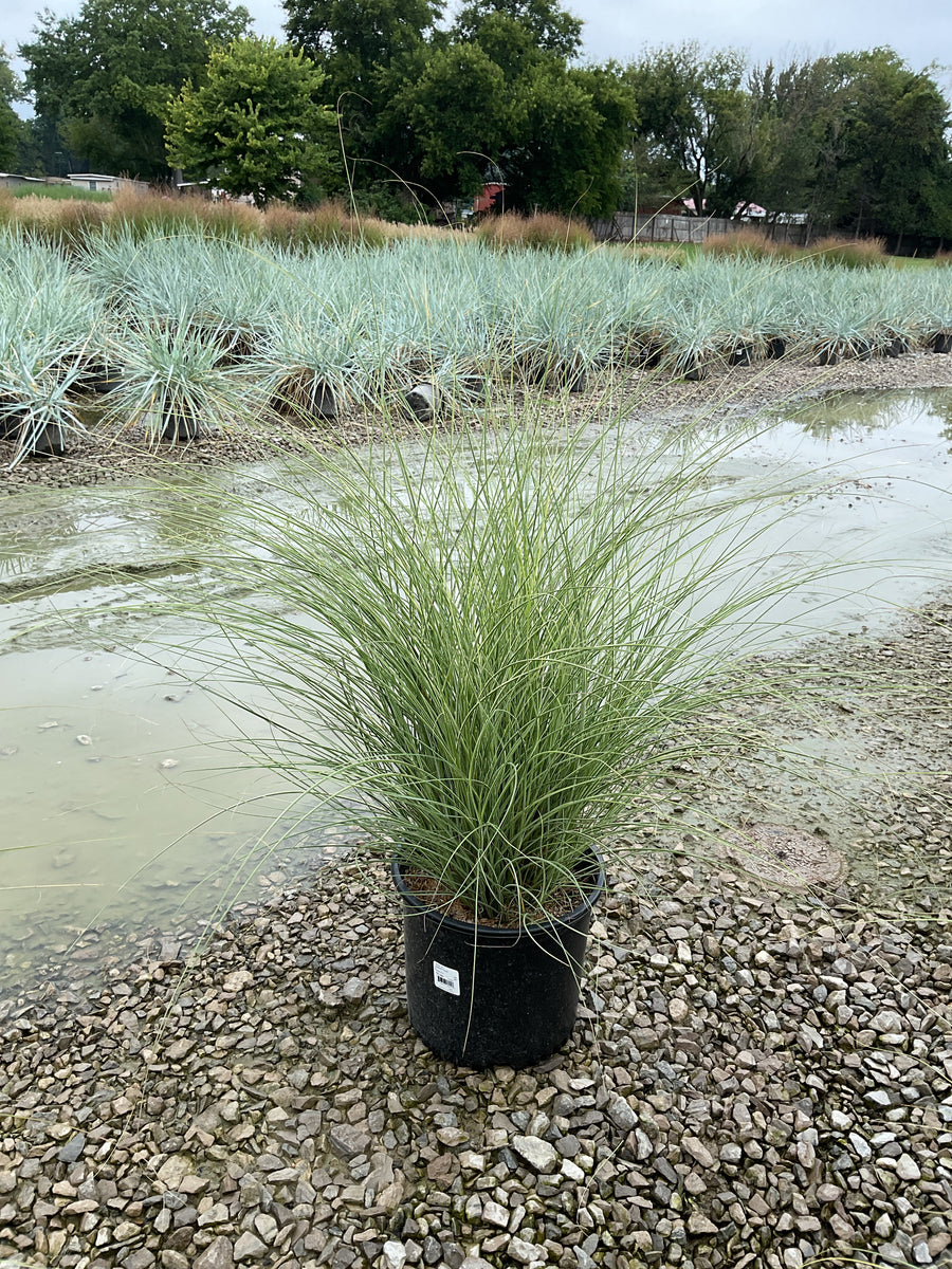 Miscanthus sinensis 'Morning Light'
